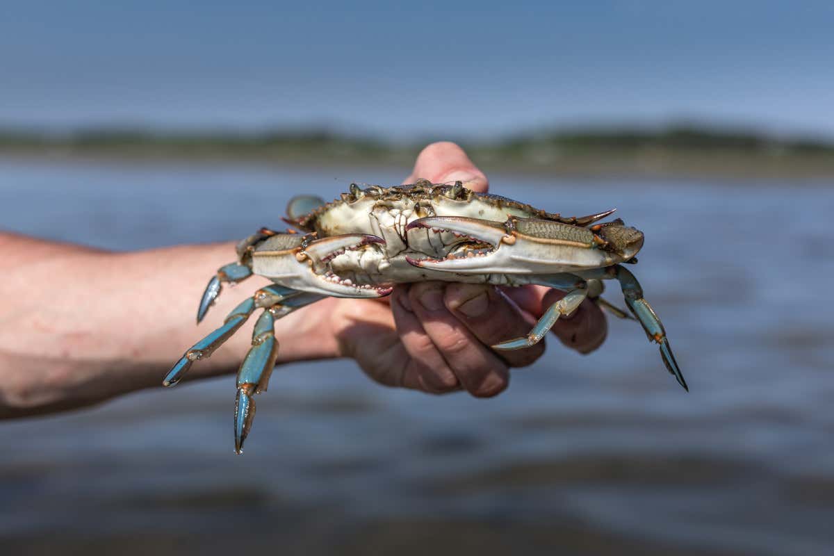 Con l'arrivo del caldo si sveglia il granchio blu Con l'arrivo della primavera si risveglia il granchio blu: stop alla pesce delle vongole