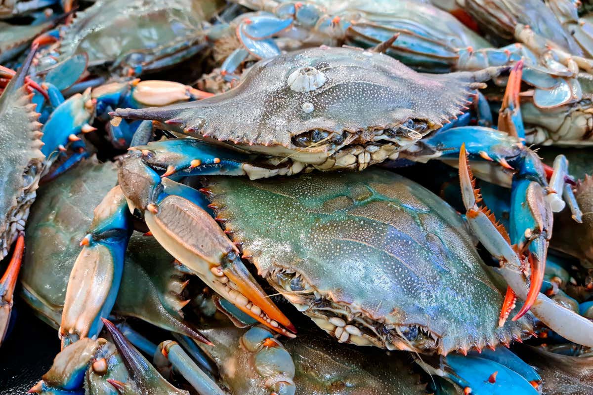 Al via da febbraio alle domande per il fondi sul granchio blu