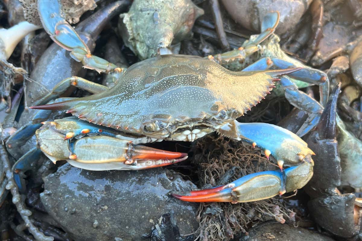 Pescatori a caccia di granchi blu per salvare le vongole: via al Piano d'intervento
