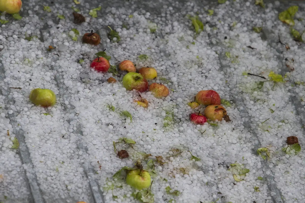 Grandine e nubifragi in Italia devastati campi di grano e frutteti