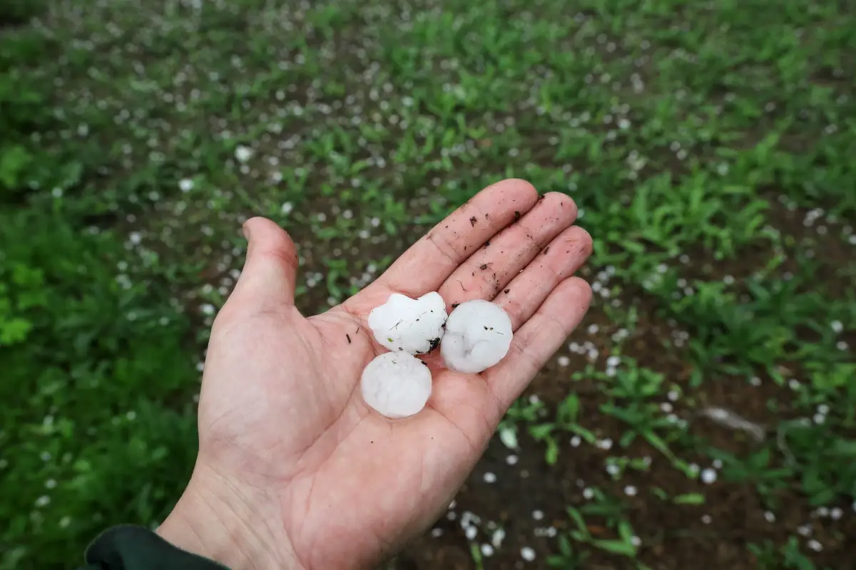 Maltempo in Toscana, danni a olivi e vigne