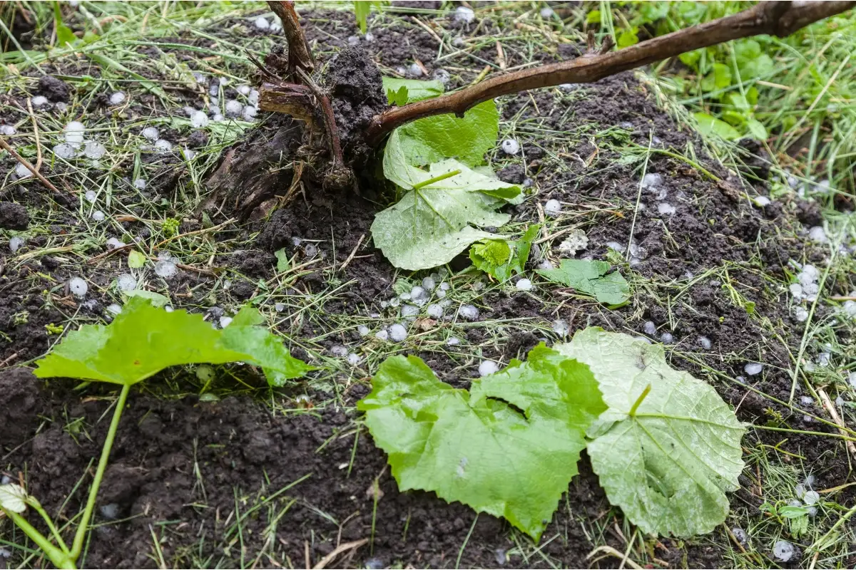 Dopo la siccit&agrave;, anche il maltempo: danni ingenti ai vigneti del Nord Italia