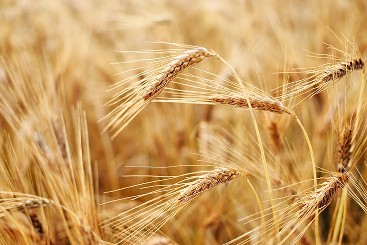 L'Ue si muove per un'agricoltura bio Entro il 2030  25% delle superfici