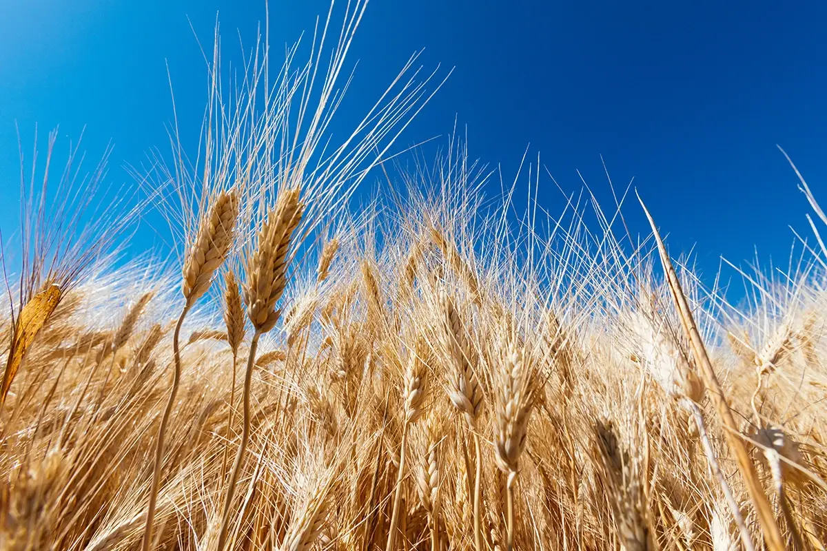 Grano: in un mese di guerra il prezzo &egrave; salito del 53%
