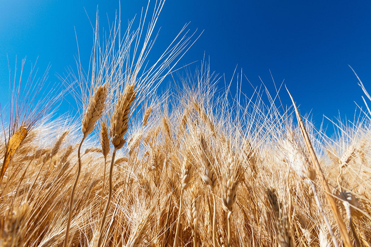 Caro pasta, scontro sul grano tra pastai e agricoltori
