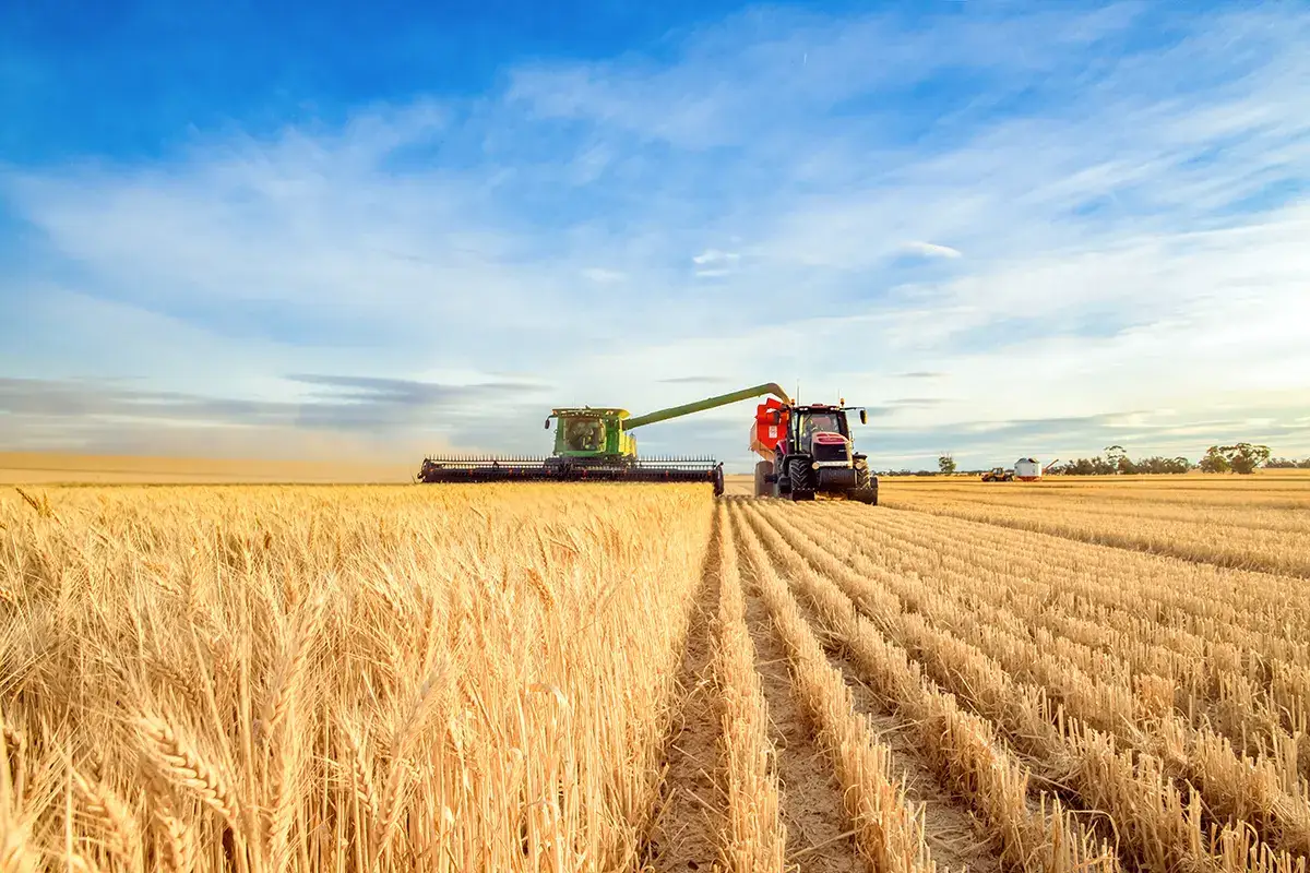 I ministri dell'Agricoltura del G7 hanno criticato la decisione dell'India&nbsp; L'India vieta l&rsquo;export grano: la critica del G7