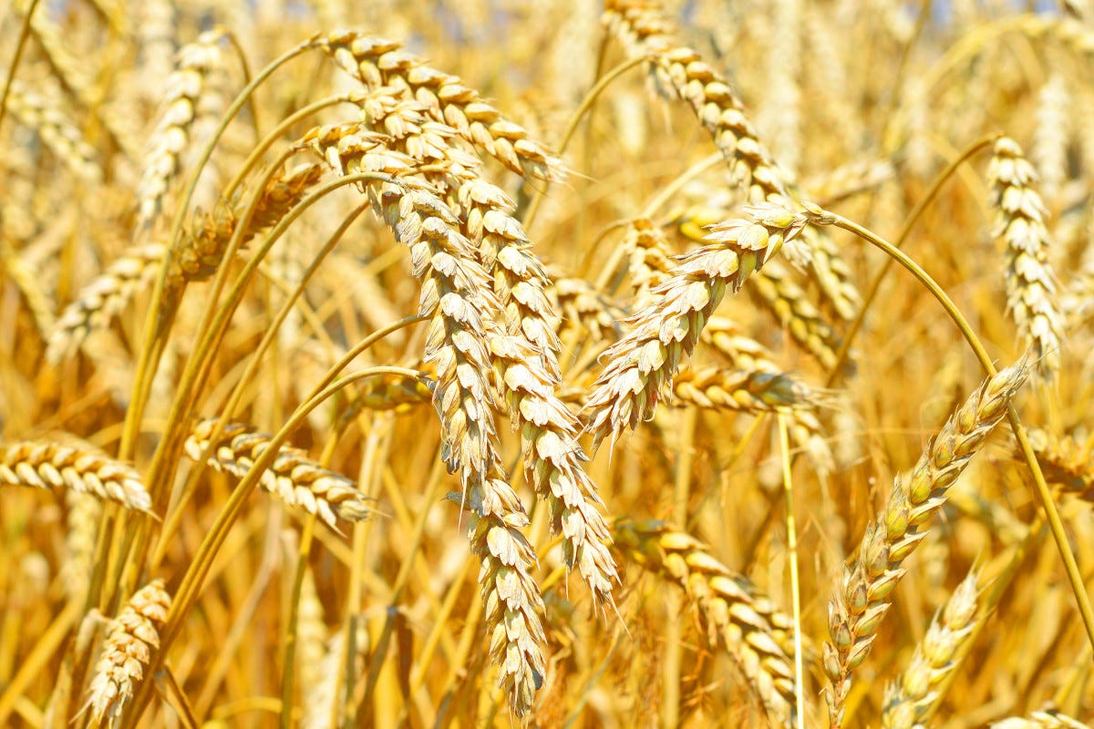 Ucraina la Russia distrugge 180mila tonnellate di grano