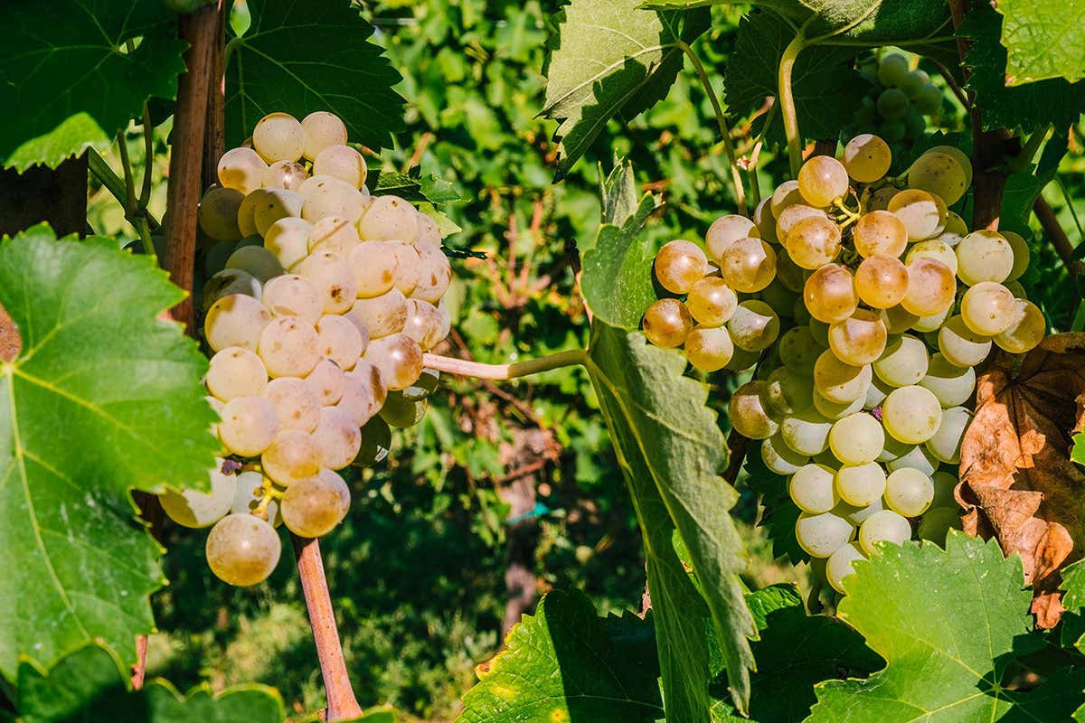 Uva Lugana Lugana, da Cà Maiol esperienze sensoriali tra vino e natura