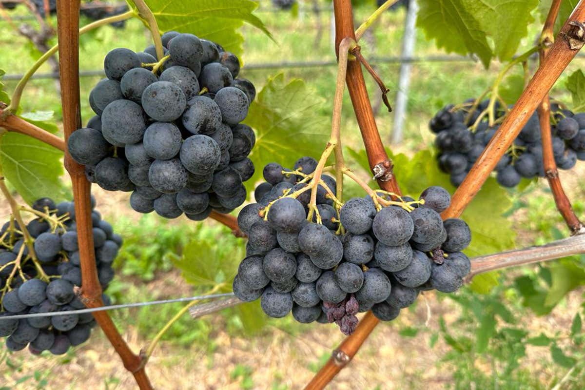 Vini Alto Adige, il nuovo disciplinare slitta al '24. Ma rimedia la vendemmia