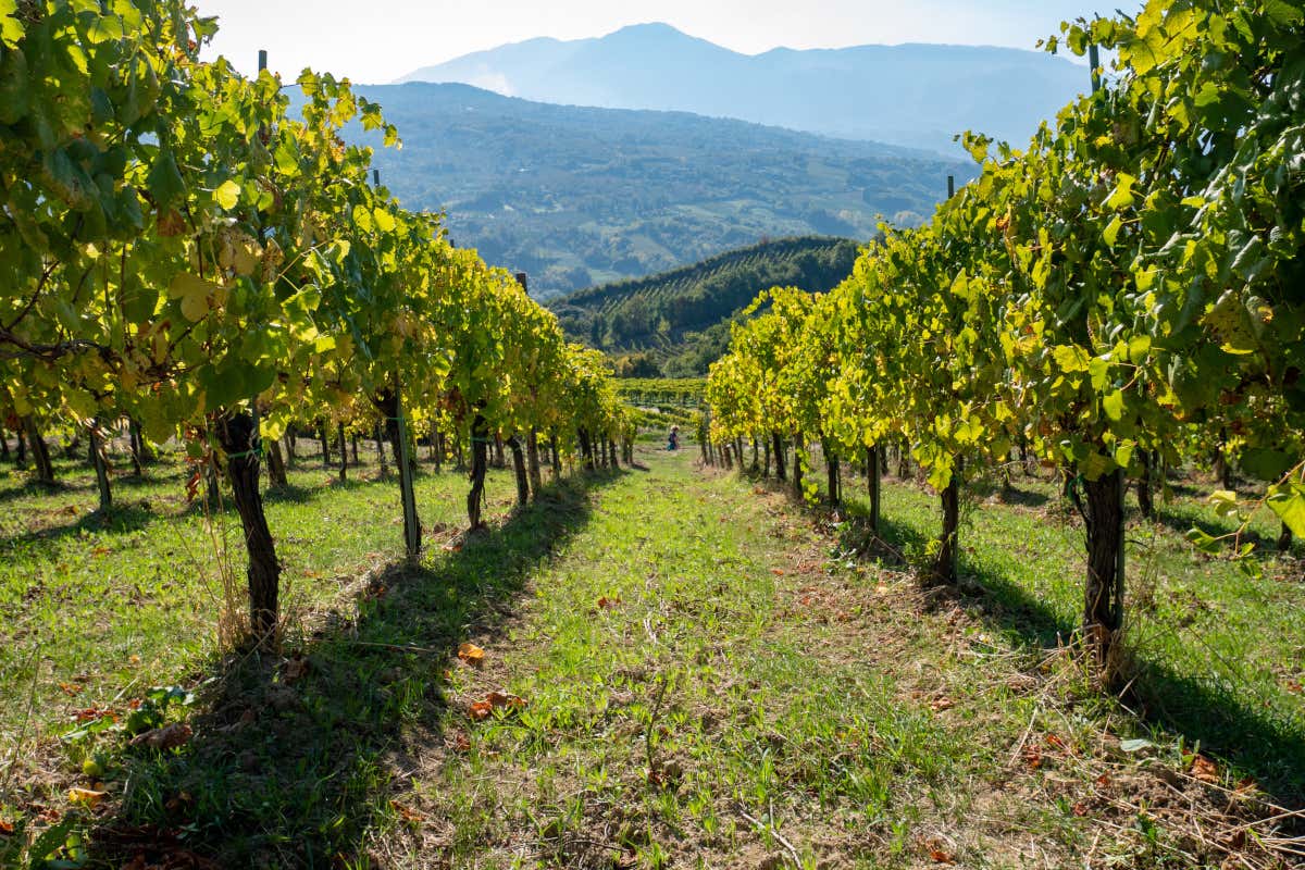 Il vino campano alla prova del mercato e alla sfida del futuro