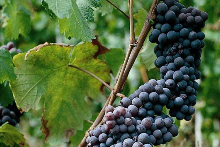 (Grignolino, vitigno del Monferrato dalla grande versatilità in tavola) (Grignolino, vitigno del Monferrato dalla grande versatilità in tavola)