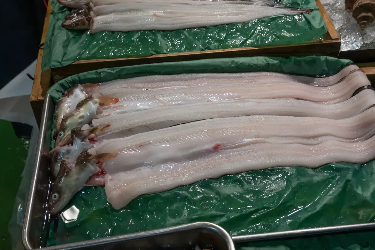 Conosci il grongo? Scopri perché dovresti mangiare questo pesce