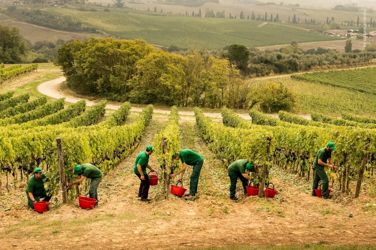 Il Gruppo Piccini acquisisce Cantina Porta Rossa nelle Langhe