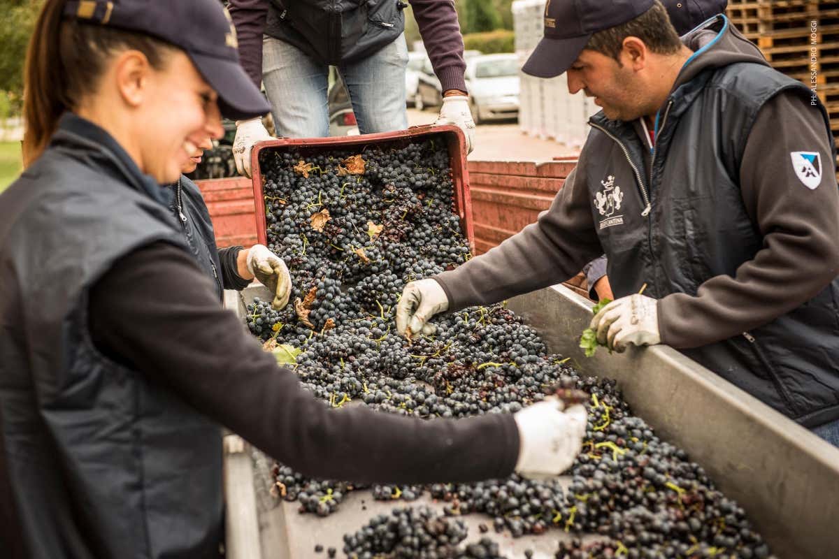 Il Gruppo Piccini acquisisce Cantina Porta Rossa nelle Langhe