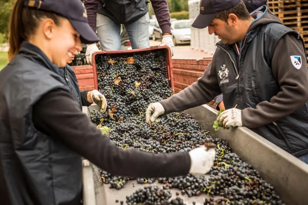 Il Gruppo Piccini acquisisce Cantina Porta Rossa nelle Langhe