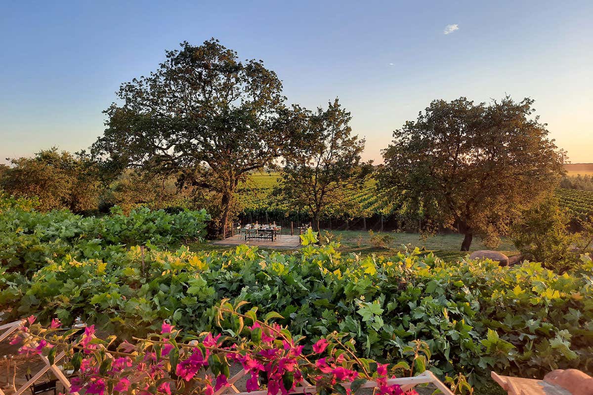 Tavolo tra le vigne All’Osteria del Tasso i piatti raccontano il territorio Tavolo tra le vigne All’Osteria del Tasso i piatti raccontano il territorio