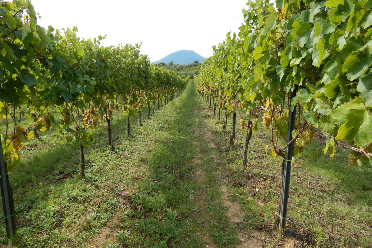 La Guardiense: dalla Falanghina al Fiano, un viaggio lungo 65 anni