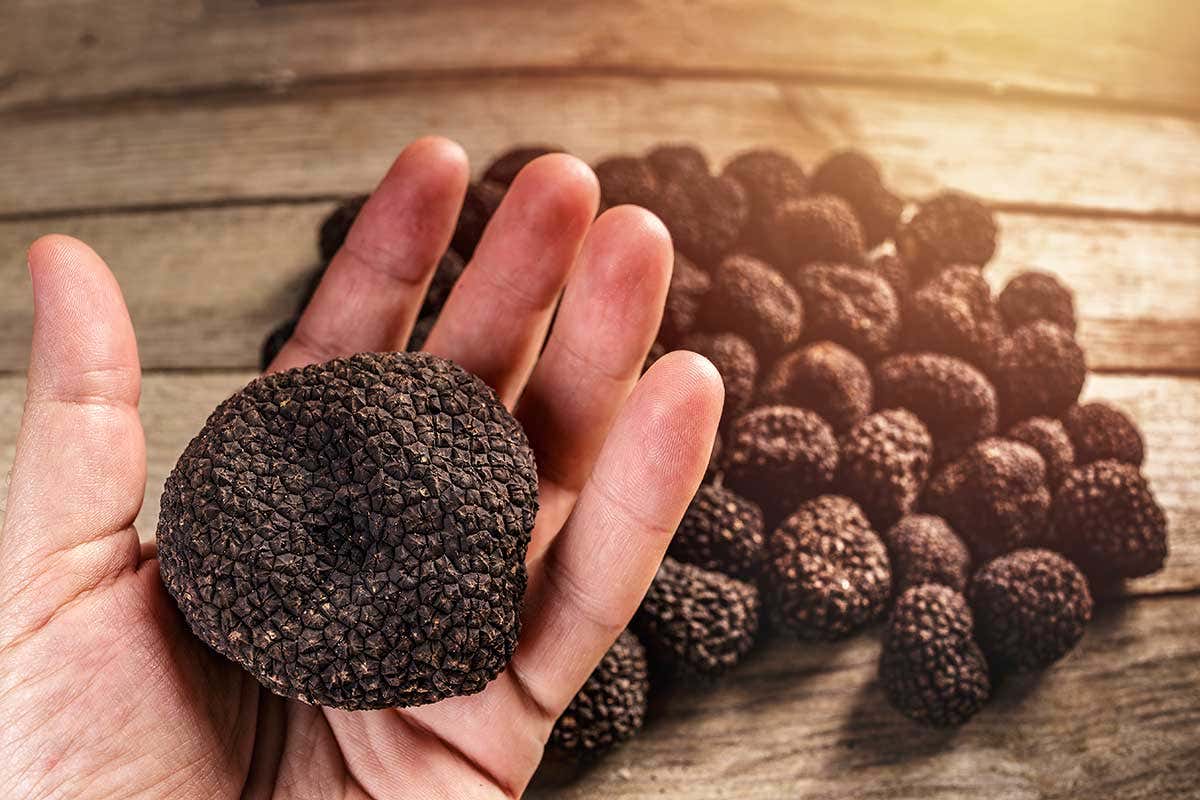 Il tartufo, vero e proprio re della cucina umbra Gubbio, borgo antico che guarda al futuro del turismo Il tartufo, vero e proprio re della cucina umbra Gubbio, borgo antico che guarda al futuro del turismo