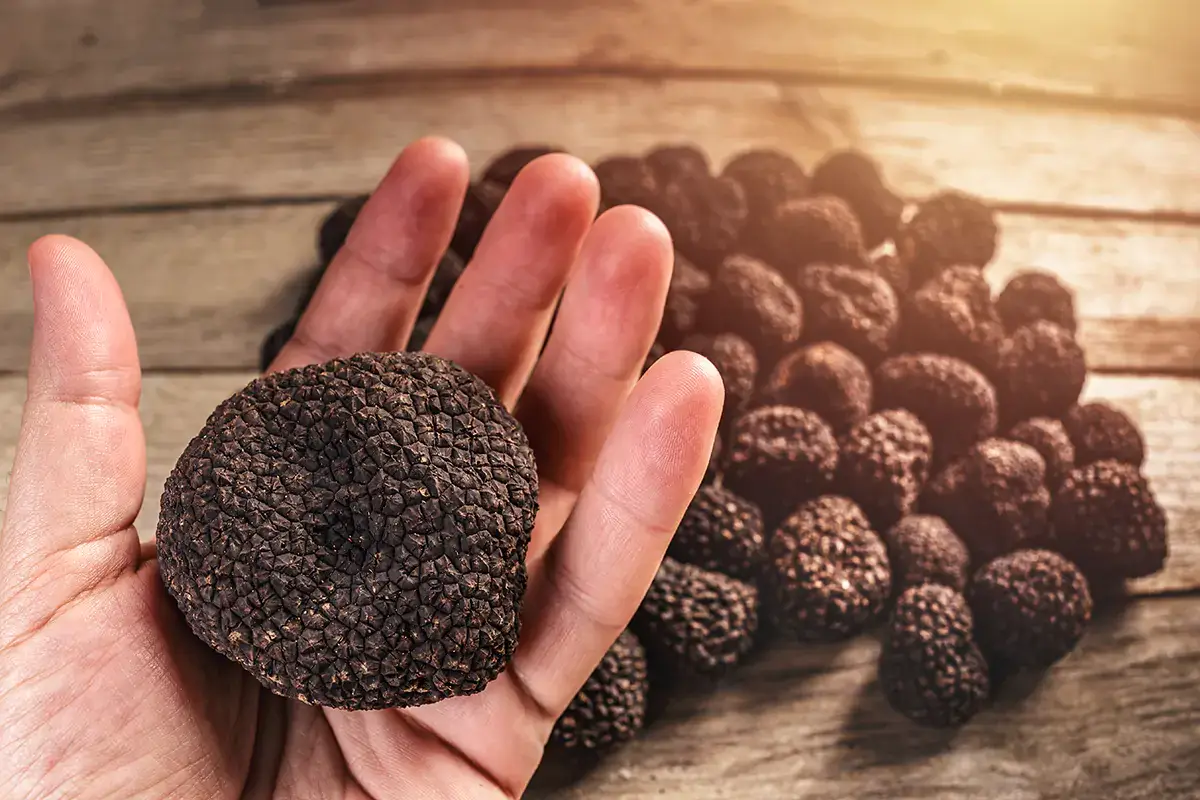 Il tartufo, vero e proprio re della cucina umbra Gubbio, borgo antico che guarda al futuro del turismo