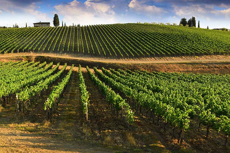 Guida alle Cantine d’Italia 235 le Impronte d’eccellenza Guida alle Cantine d’Italia 235 le Impronte d’eccellenza