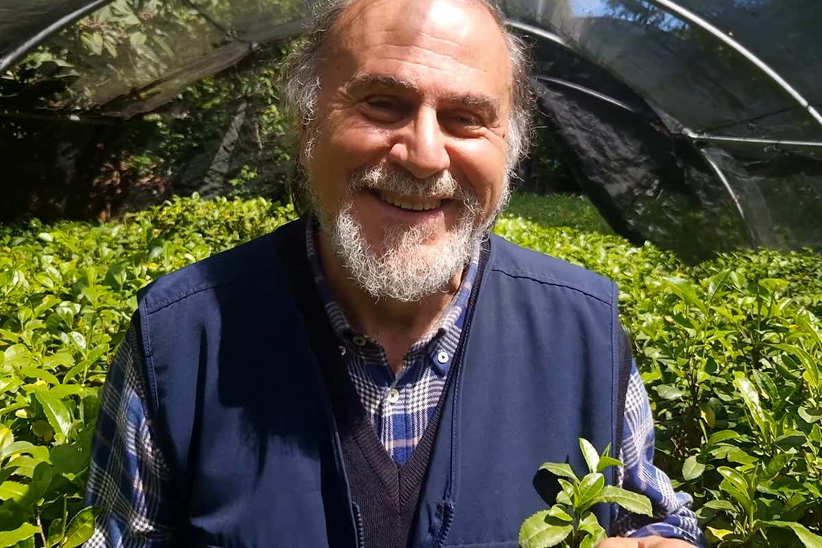 Tè cinese, giapponese e italiano: le differenze spiegate da chi lo coltiva in Toscana Tè cinese, giapponese e italiano: le differenze spiegate da chi lo coltiva in Toscana