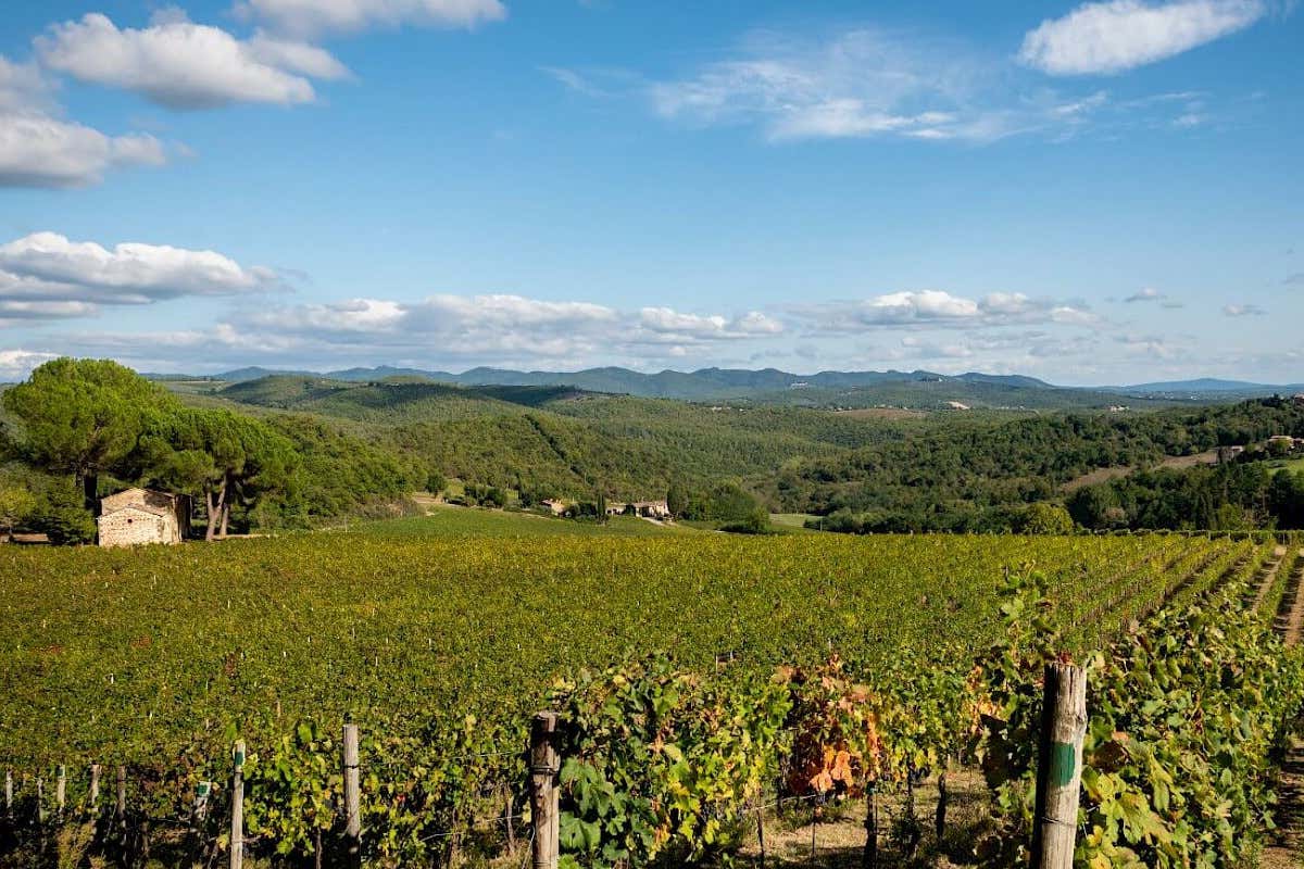 I vigneti della tenuta Arillo in Terrabianca a Radda in Chianti (Si)