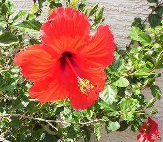 Hibiscus