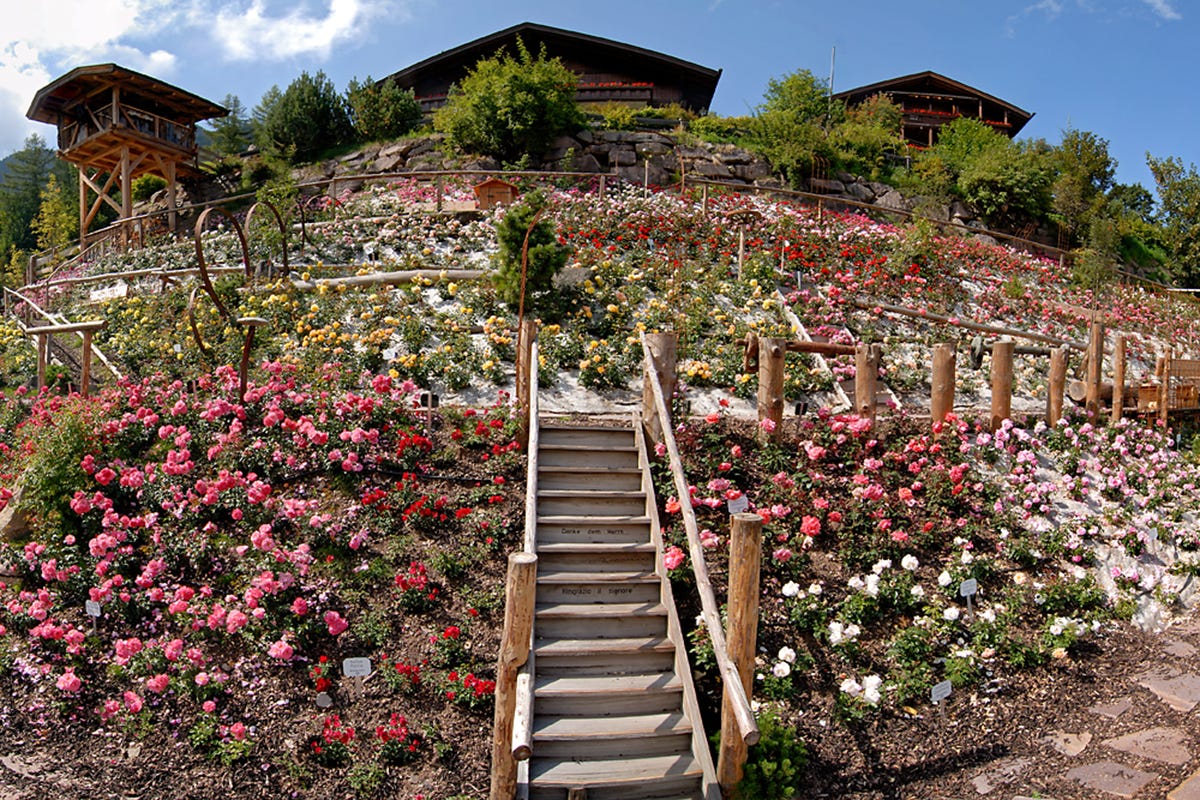Il roseto più alto d'Europa. Foto: Hotel Tyrol Selvaggio, urbano, attivo: tu che foliage cerchi? Ecco 6 scenografiche proposte