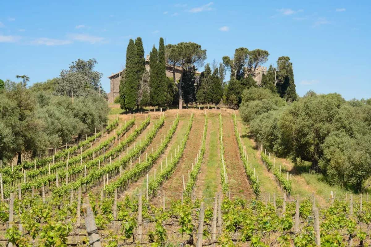 L’esperienza “Un calice tra le colline” propone una degustazione di vini sulle colline appena fuori Roma