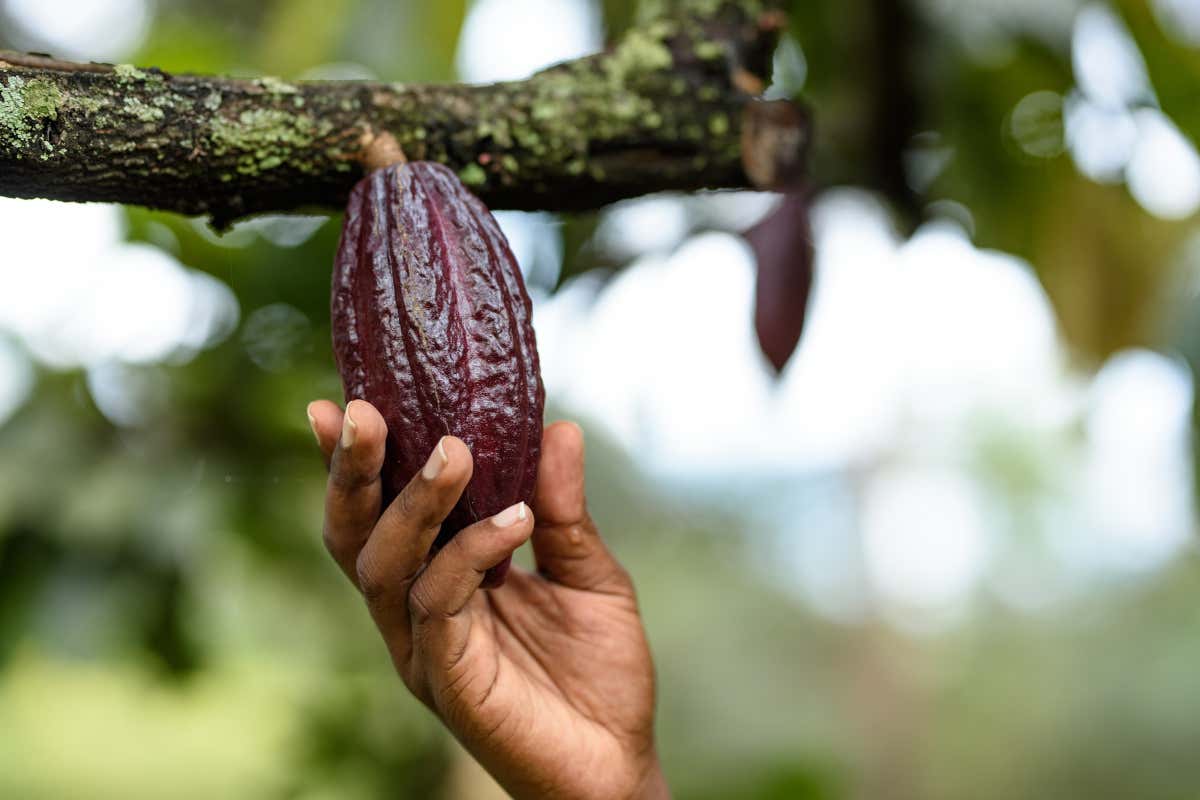 Icam cresce del 35% e rafforza ulteriormente la filiera del cacao Icam cresce del 35% e rafforza ulteriormente la filiera del cacao