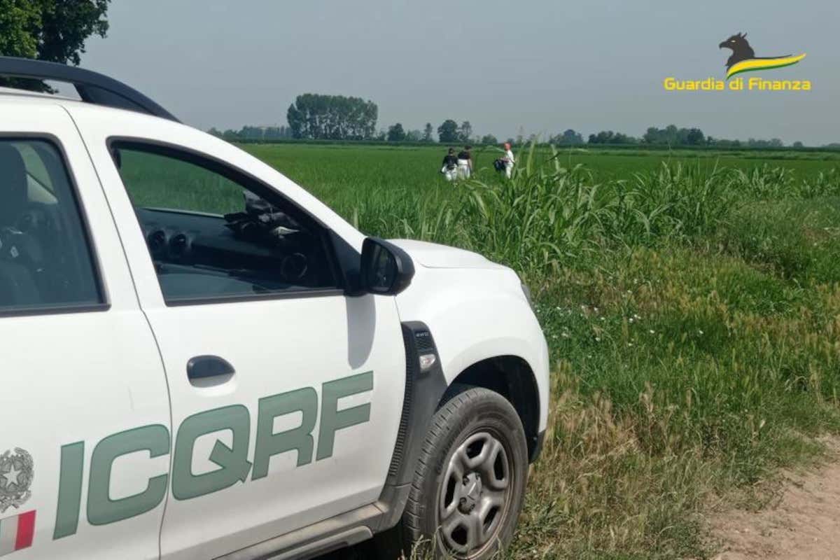 La maxi frode del riso biologico in Lomellina: era trattato con sostanze chimiche La maxi frode del riso biologico in Lomellina: era trattato con sostanze chimiche