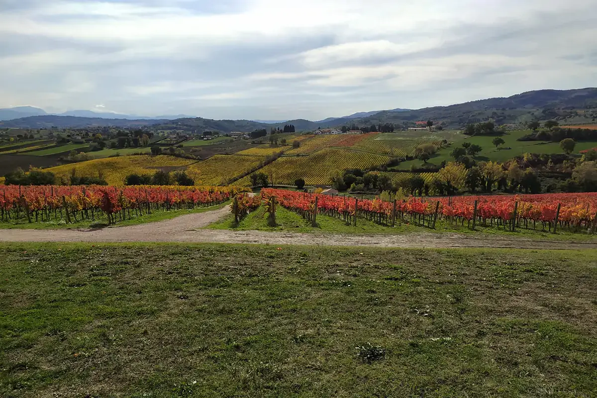 I vigneti del Sagrantino in Bevagna Perugia, La Rosetta &egrave; Ristorante Regionale-Cucina Doc