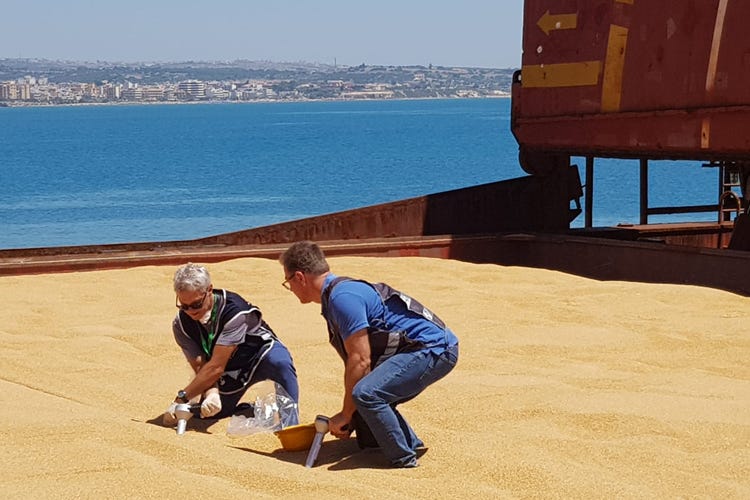 Grano duro d'importazione canadese (Import di grano dal Canada Italmopa: «Allarmismi inutili»)