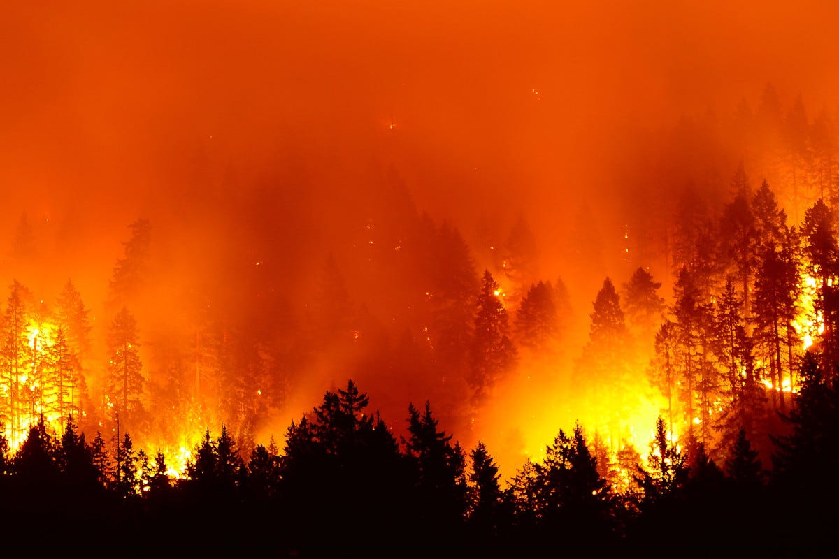 Incendi per Coldiretti serviranno 15 anni per ricostruire i boschi distrutti