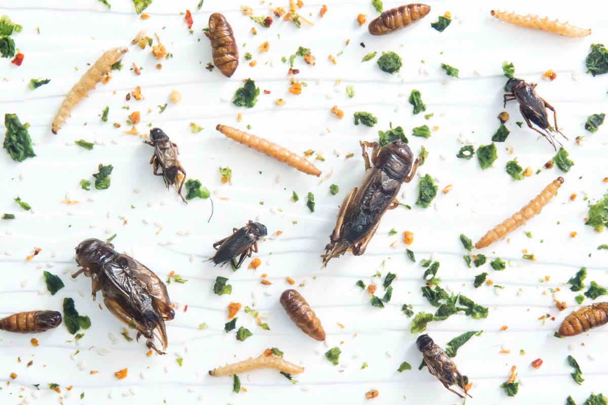 Vogliamo davvero gli insetti nel piatto? Insetti e carne sintetica: cibo o affare del futuro?