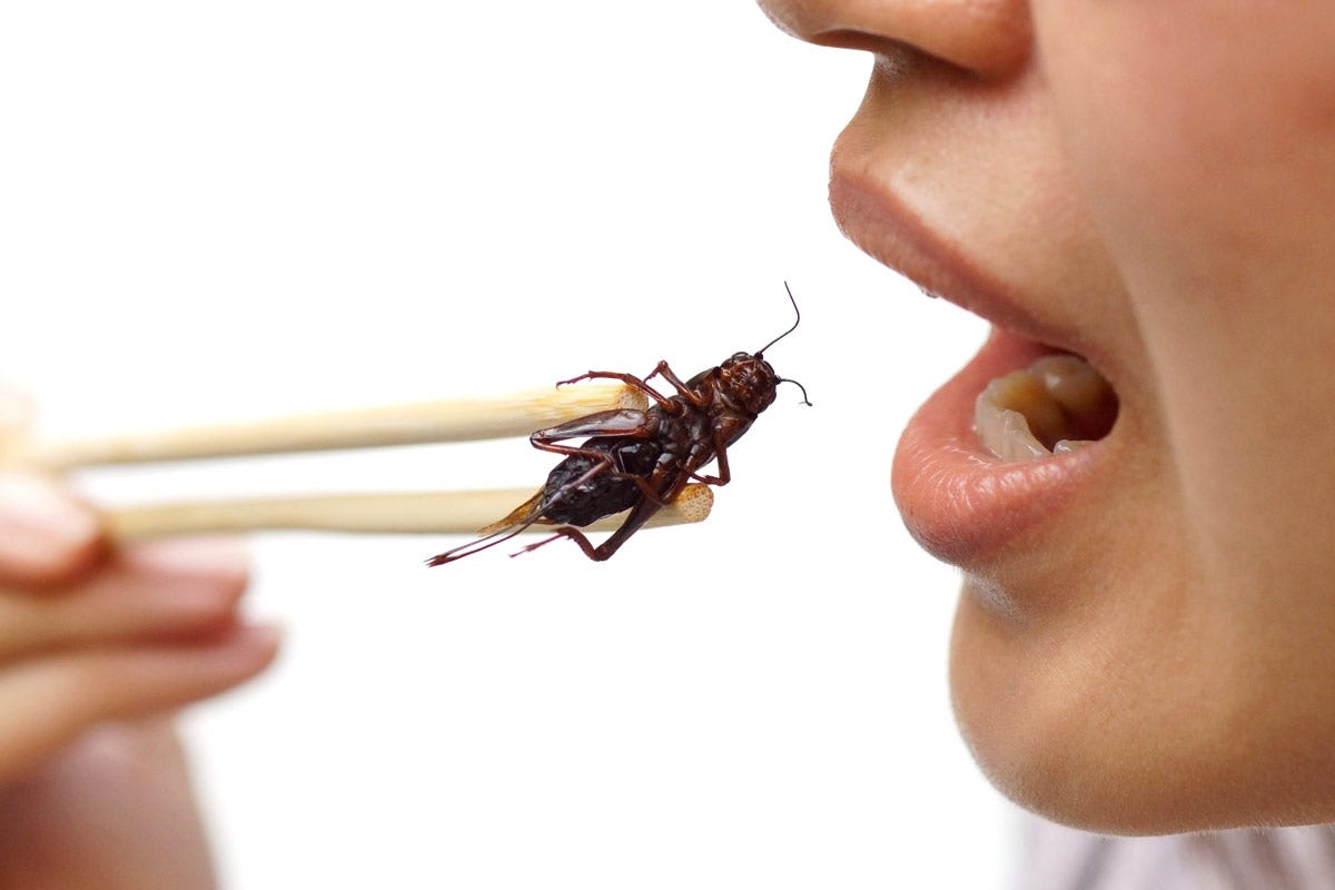 Gli insetti possono essere trasformati in pellet o in paste, oltre che in sfarinati Farina di grilli cibo del futuro? Tra polemiche benefici e regolamento europeo