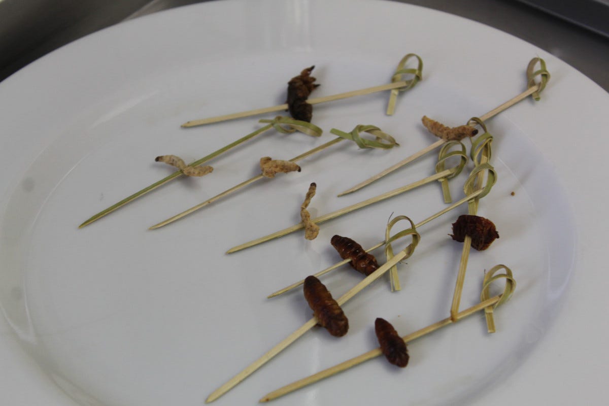 Aperitivo alternativo: il direttore dell'Università della Cucina Italiana serve grilli e scorpioni