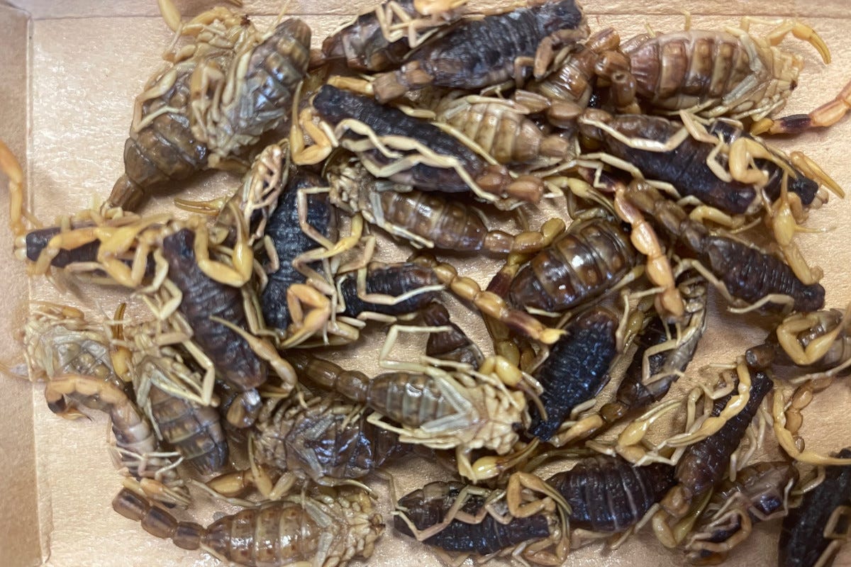 Aperitivo alternativo: il direttore dell'Università della Cucina Italiana serve grilli e scorpioni