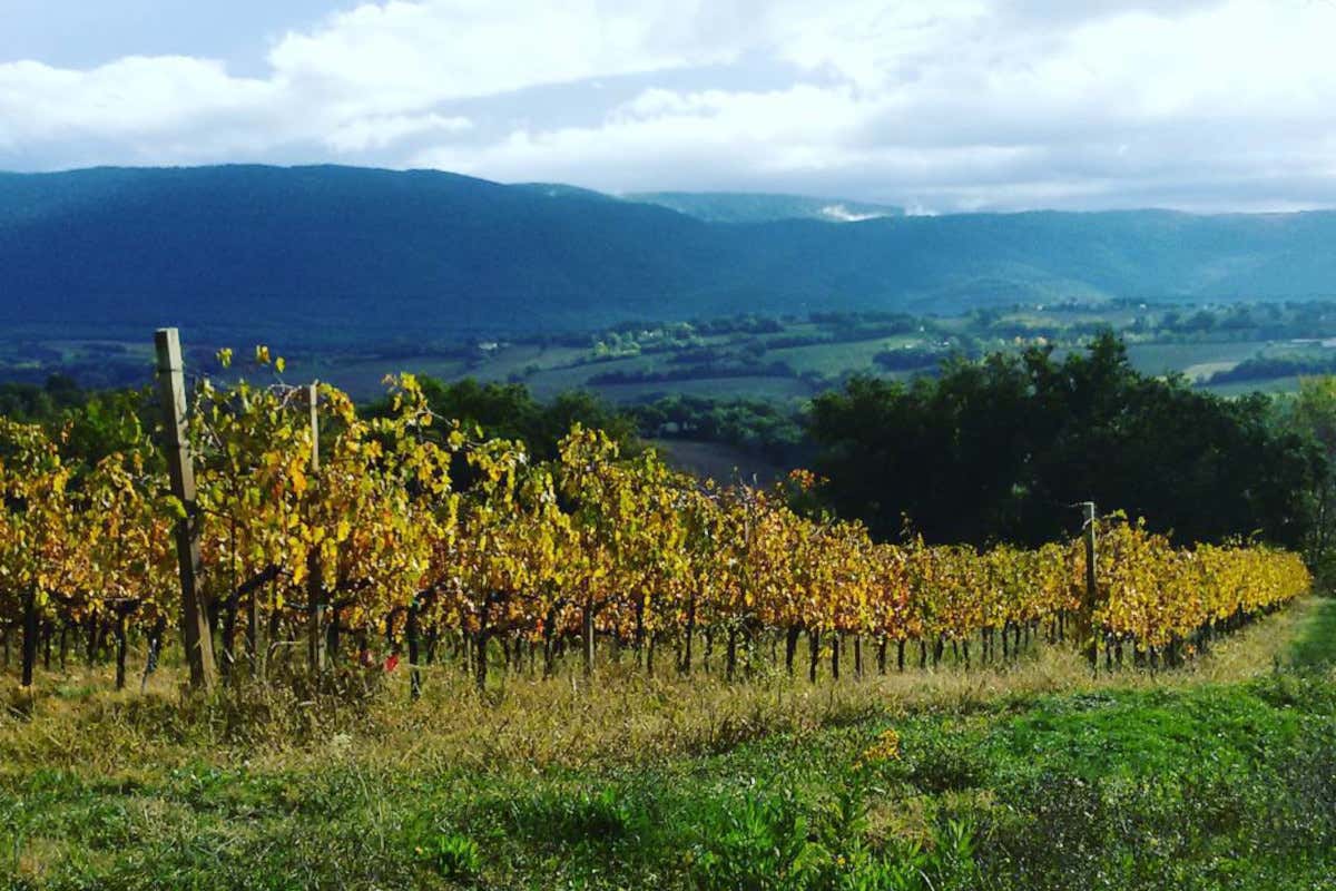 I vigneti di Cantina Zazzera