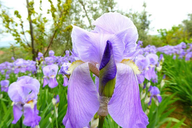 Verso l'Igp per l'iris toscano usato dalle distillerie francesi Verso l'Igp per l'iris toscano usato dalle distillerie francesi