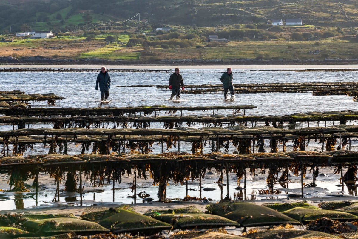 Giornata internazionale delle ostriche: viaggio negli allevamenti d'Irlanda