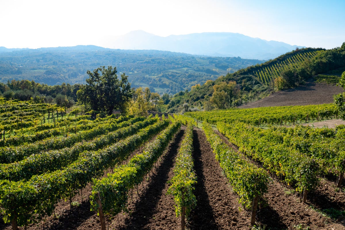 £$L'Italia del vino:$£ in Irpinia alla scoperta del Fiano 