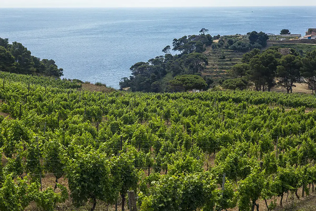 Il vigneto sull'isola di Gorgona Gorgona 2020, l'etichetta di Frescobaldi che sa di riscatto