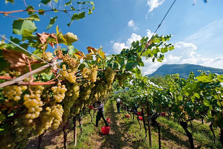 Vigneti di Civezzano, vendemmia 2009 - foto: Ronny Kiaulehn