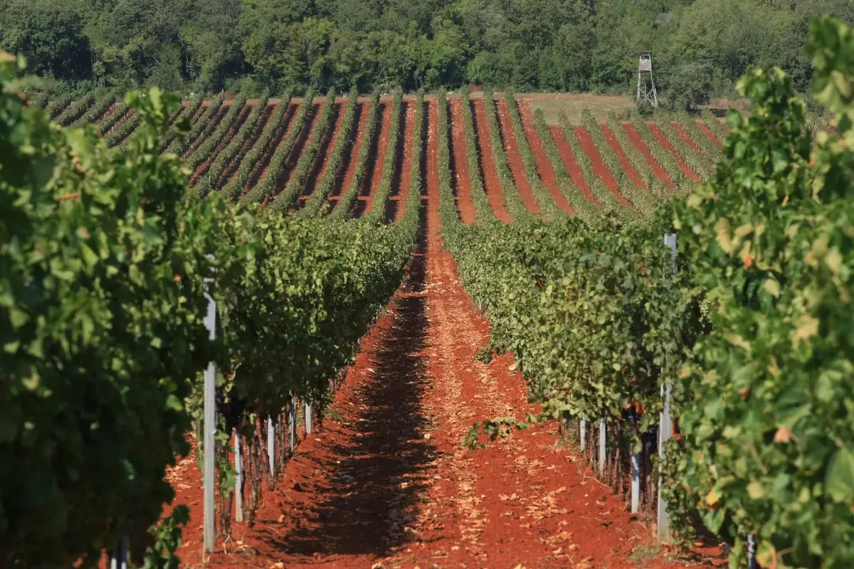 Territori da scoprire L'Istria in autunno &egrave; una bella (e buona) idea