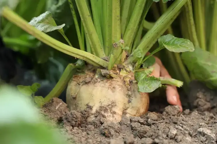 Sibeg e Italia Zuccheri, nuovo accordo in favore del Made in Italy