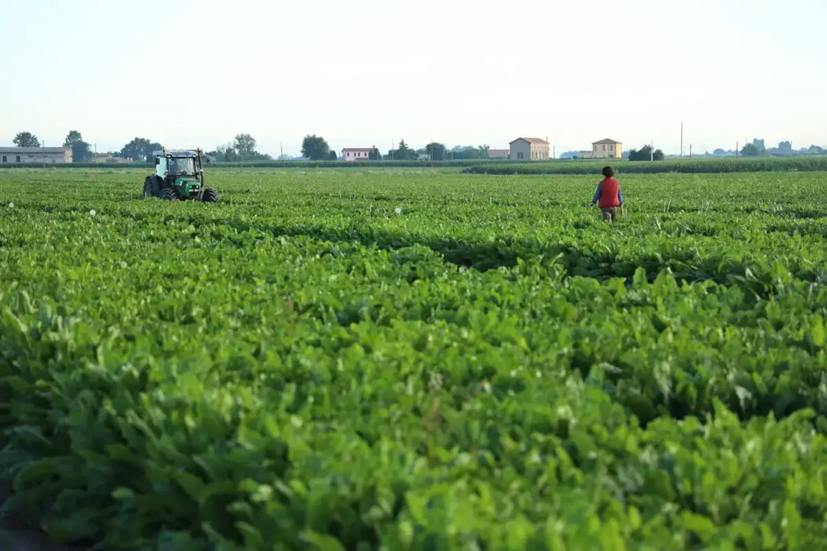 Sibeg e Italia Zuccheri, nuovo accordo in favore del Made in Italy