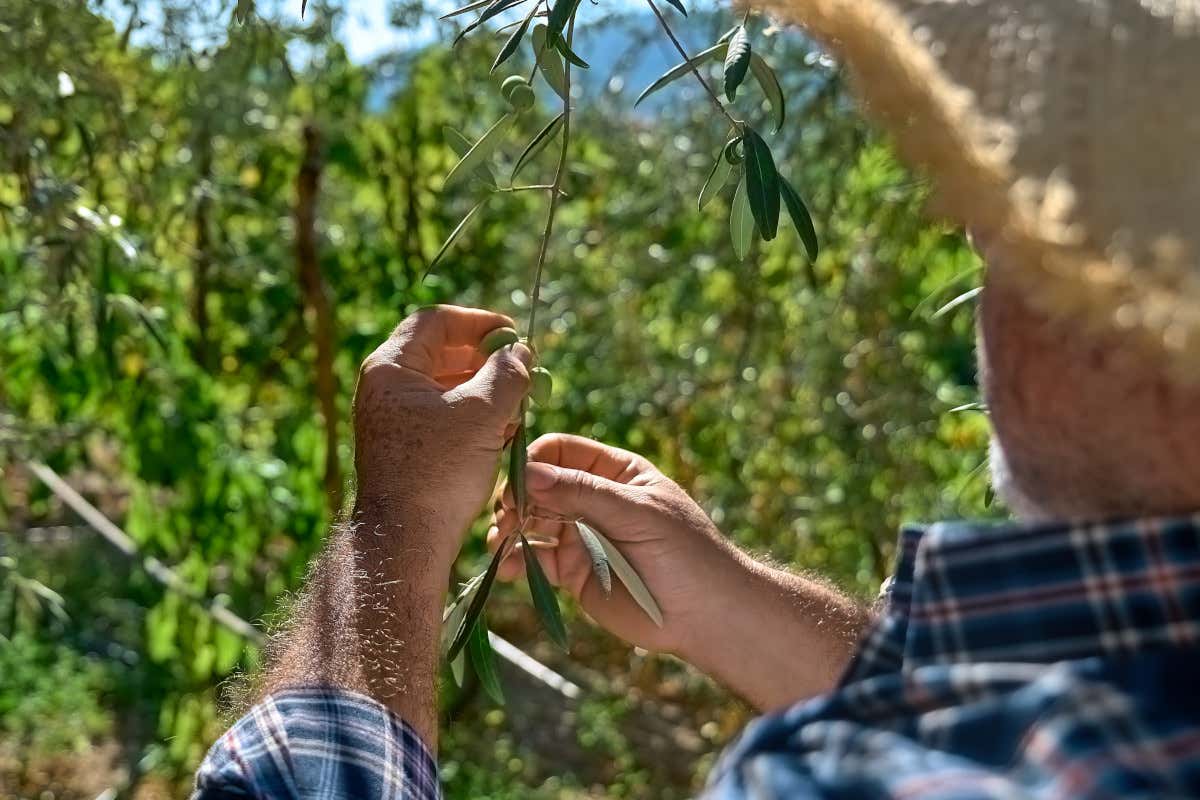 Italia e Tunisia fanno squadra per un’olivicoltura più tecnologica e consapevole