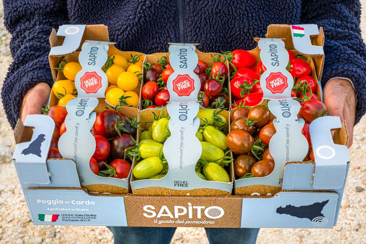 Italia e Tunisia fanno squadra per un’olivicoltura più tecnologica e consapevole