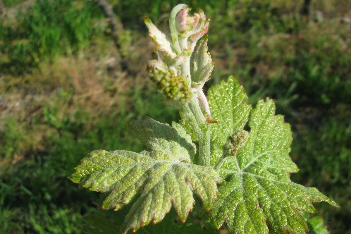 Piwi, la Lectio Magistralis del presidente Stefanini con il naso nel bicchiere